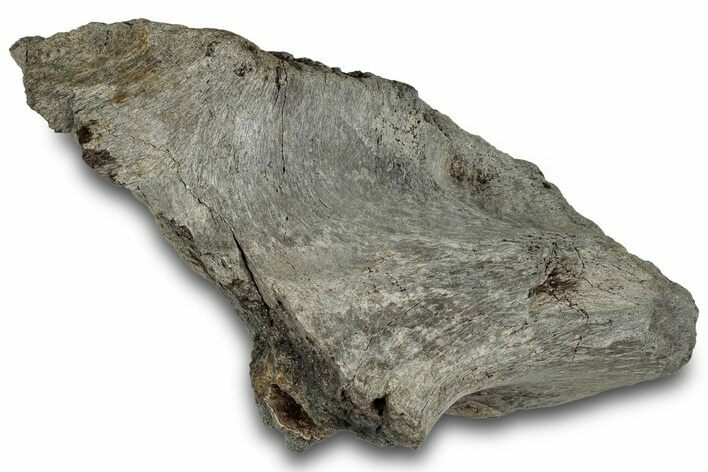 Dinosaur (Triceratops) Bone Section - Montana #316464